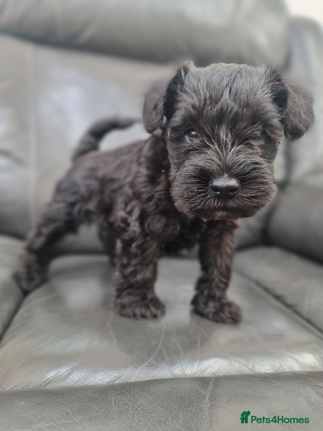 Miniature Schnauzer dogs for sale: Miniature Schnauzer Puppies KC Registered. 5M 2Fm - Image 22