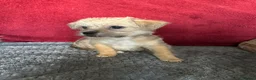 Mixed Breed dogs for sale: Bichon friese x Shih Tzu 3 male 3 female  - Advert 4