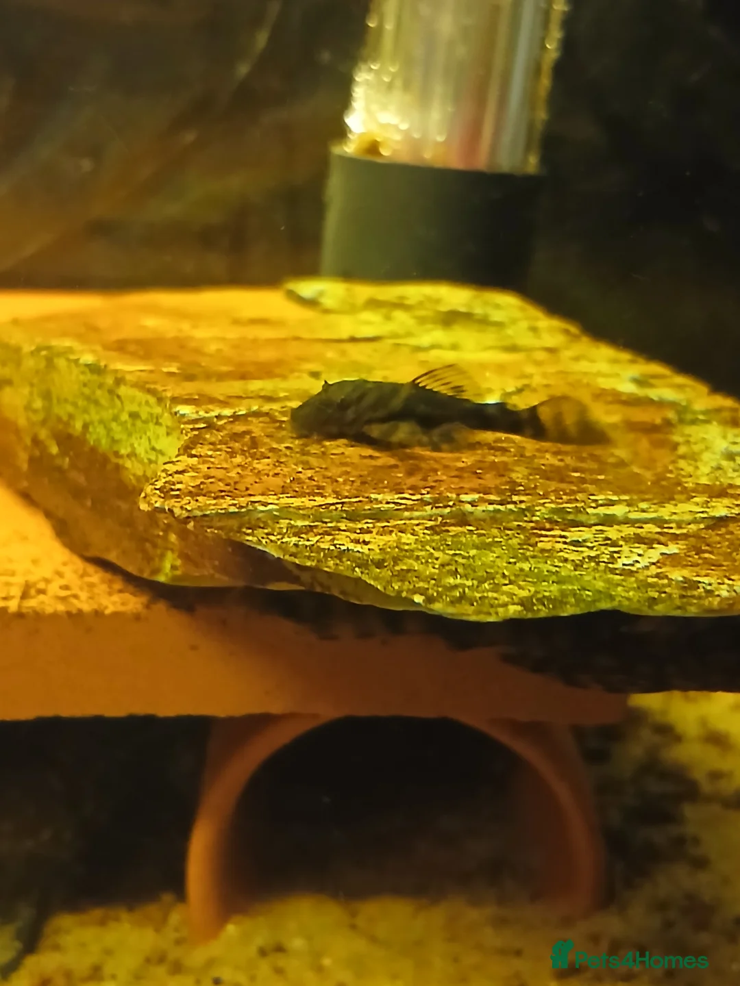 Plecos fish for sale: L528 Rio Paraguay Pleco in Bradford - Advert 1