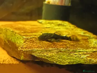 Plecos fish L528 Rio Paraguay Pleco - Advert 4