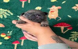French Bulldog dogs for sale: French bulldog puppy’s  - Image 7