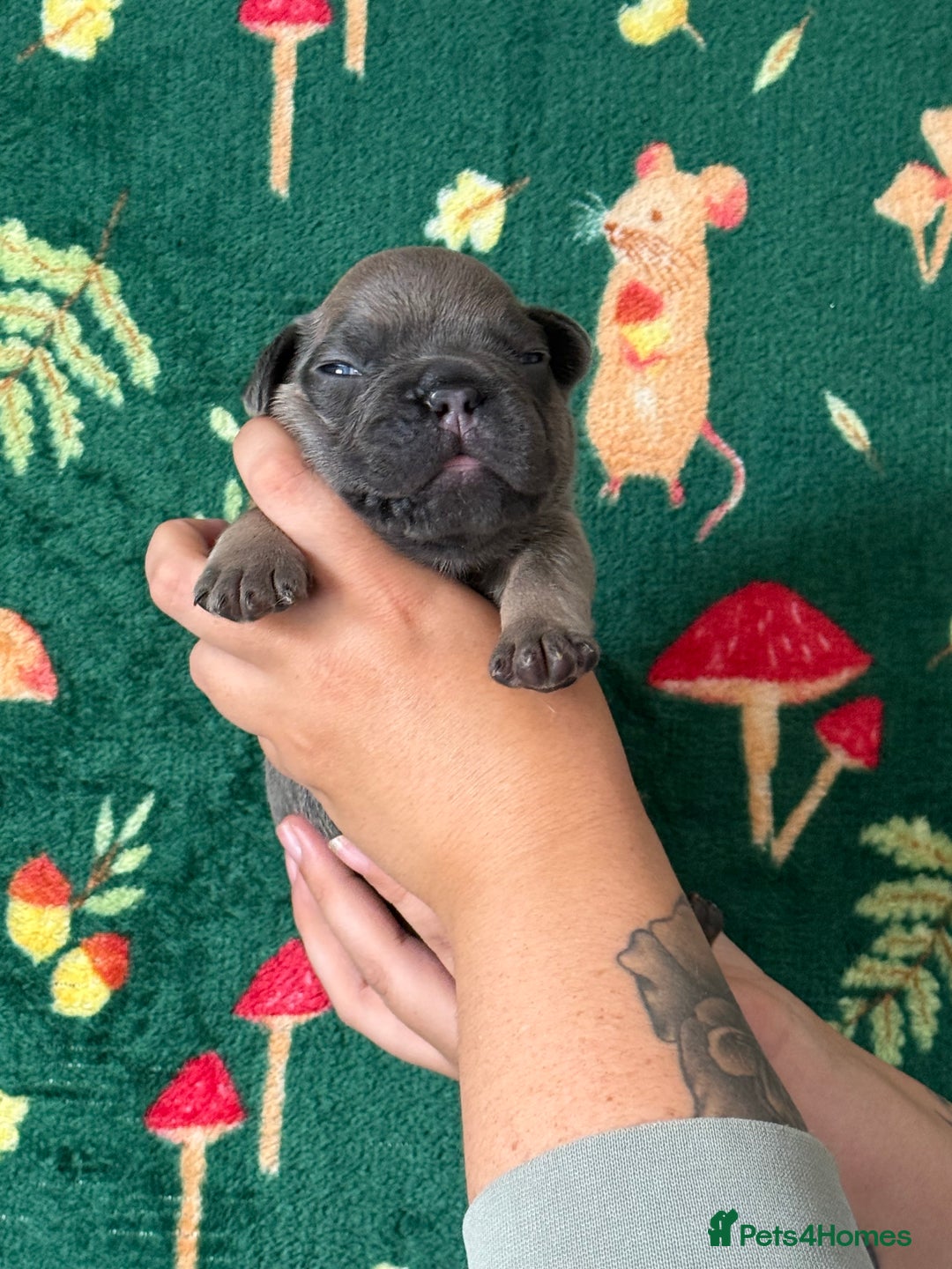 French Bulldog dogs for sale: French bulldog puppy’s  - Image 7