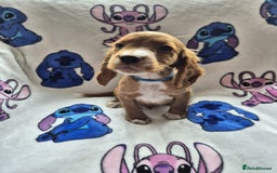 Cocker Spaniel dogs for sale: Working type cocker spaniels - last puppy! - Image 11