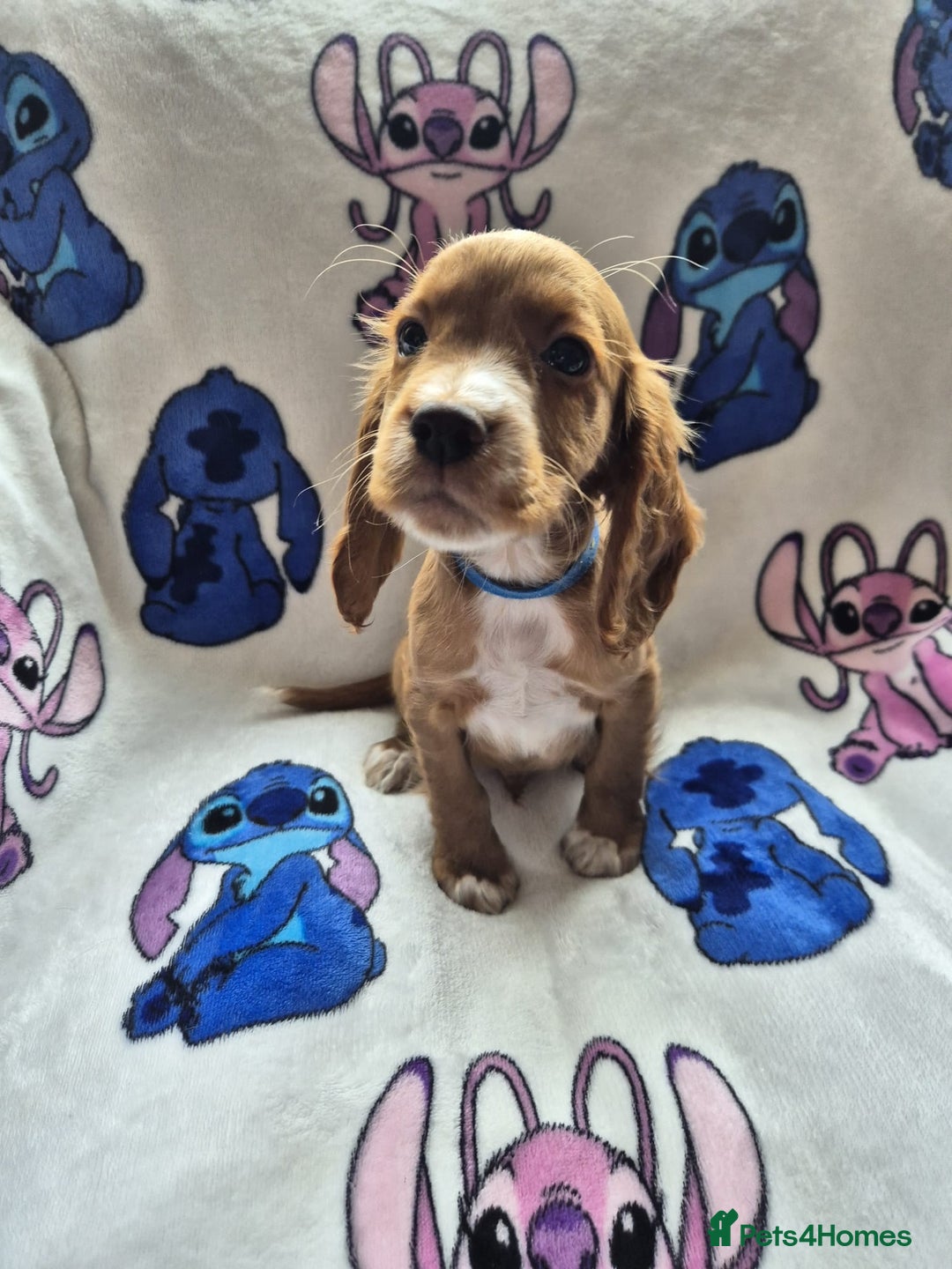 Cocker Spaniel dogs for sale: Working type cocker spaniels - last puppy! - Image 11