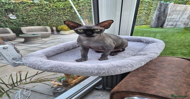 Sphynx cats - Advert 2