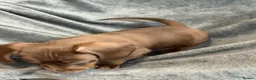 Miniature Dachshund dogs for sale: Long haired Miniature dachshund  - Advert 19