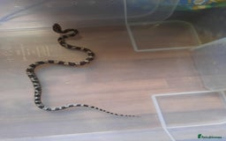 Corn Snake reptiles for sale: Corn snakes - Image 3