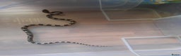 Corn Snake reptiles for sale: Corn snakes - Advert 3