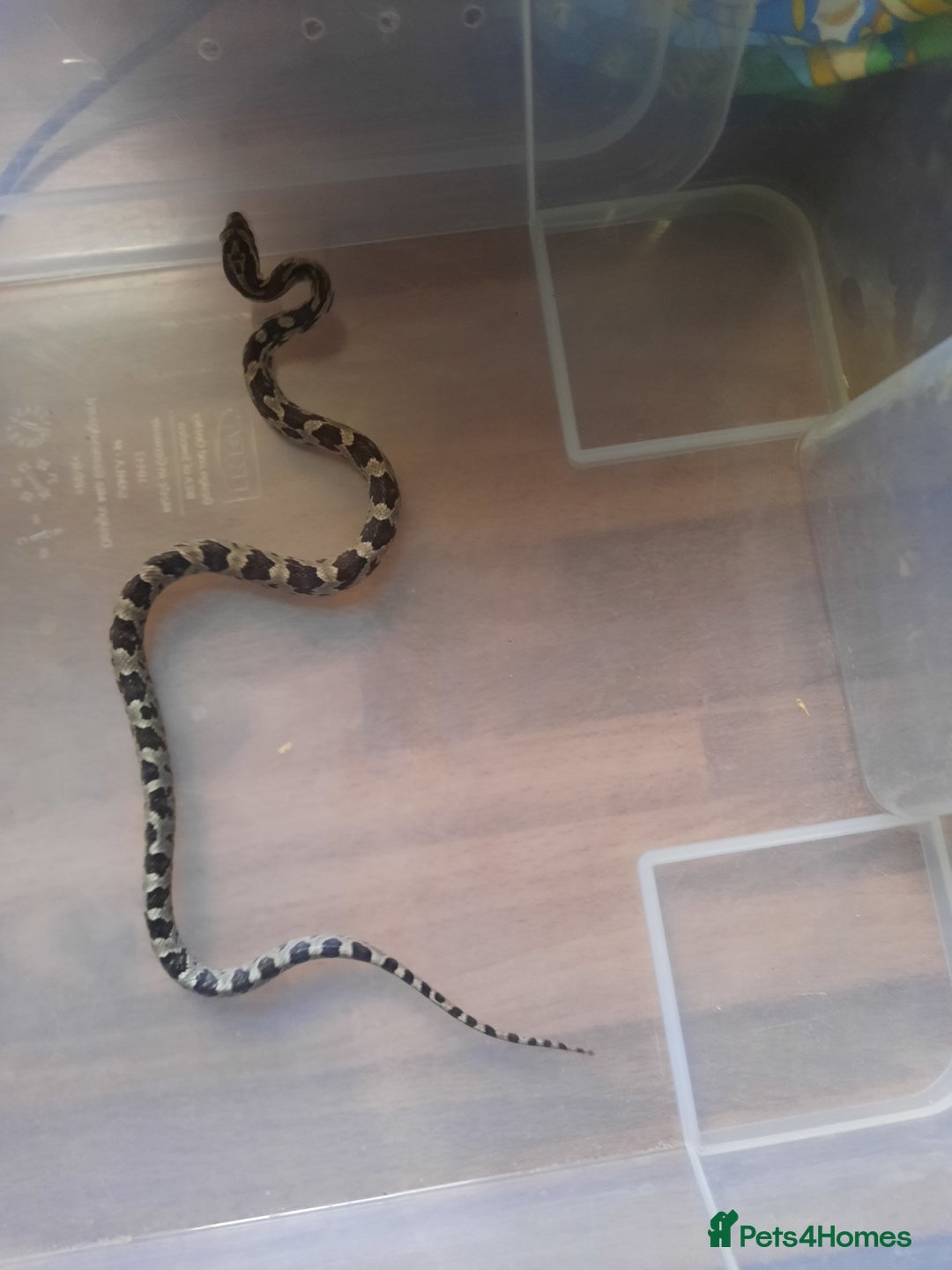 Corn Snake reptiles for sale: Corn snakes - Image 3