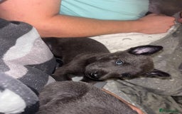 Belgian Shepherd Dog dogs for sale: Blue dutch herder puppy - Image 9