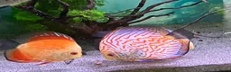 Discus fish for sale: Discus for sale  in Bow Street - Advert 3