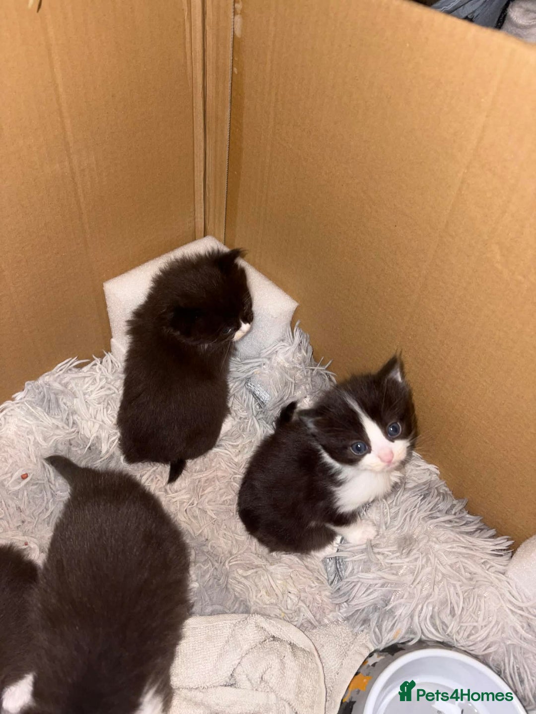 Mixed Breed cats for sale: Half ragdoll - Advert 3