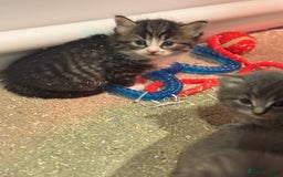Mixed Breed cats for sale: 5 lovely kittens for sale  - Image 7