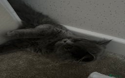 British Longhair cats for sale: British long hair  - Image 4