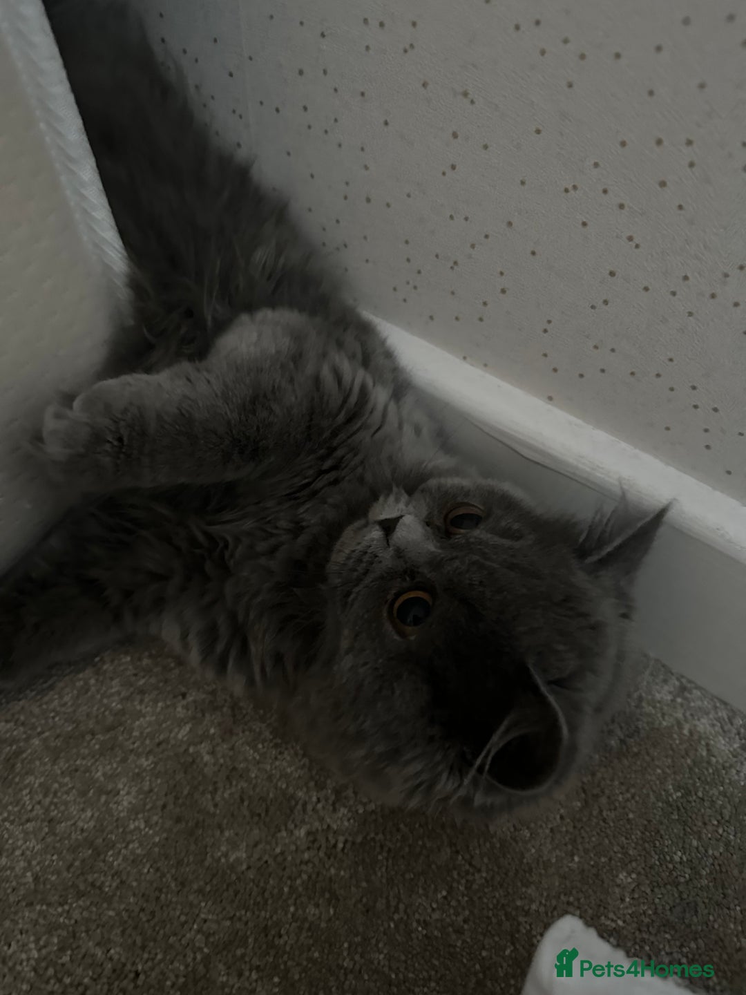 British Longhair cats for sale: British long hair  - Image 4