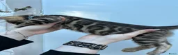 Bengal cats for sale: ❤️ Stunning Pure Bengal Kittens ❤️ - Advert 18