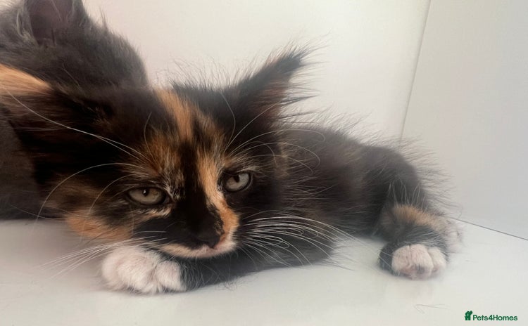 British Shorthair cats for sale - Advert 1