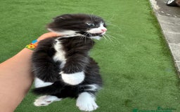 American Curl cats for sale: Kittens for sale  in Newport - Image 7