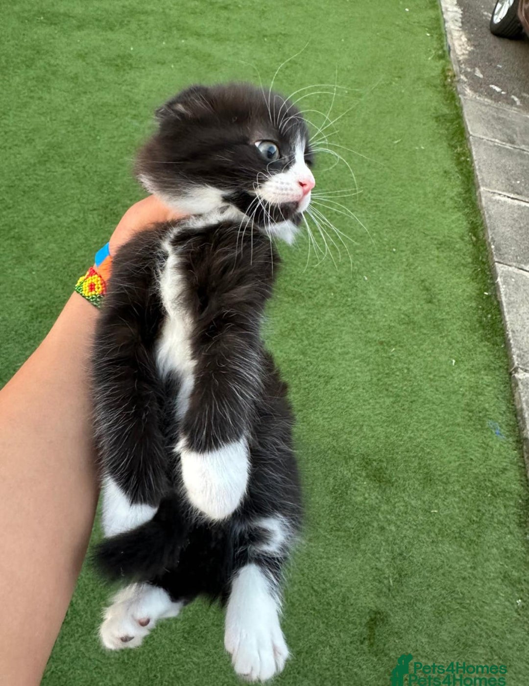 American Curl cats for sale: Kittens for sale  in Newport - Image 7