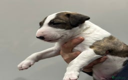English Bull Terrier dogs for sale: Puppies Available  - Image 16