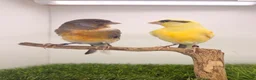 Canaries birds for sale: x3 hens canary’s fit and 2 harlequin males - Advert 3