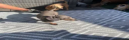Jackshund dogs for sale: Gorgeous jackshaund puppy  - Advert 2
