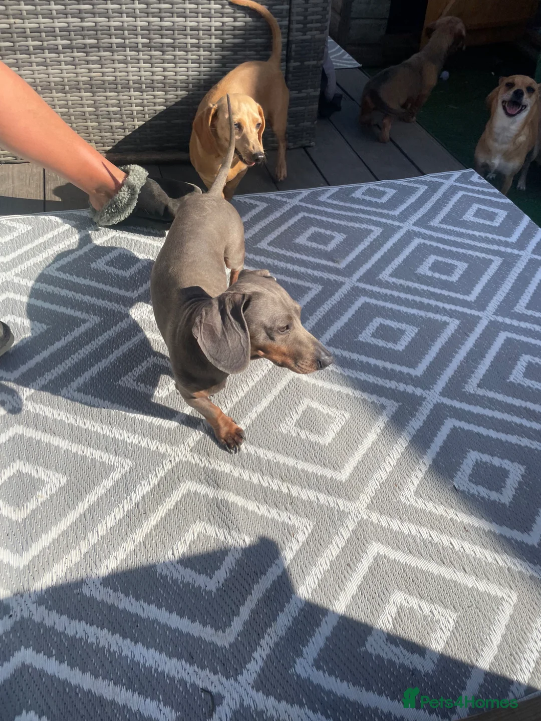 Jackshund dogs for sale: Gorgeous jackshaund puppy  - Advert 2