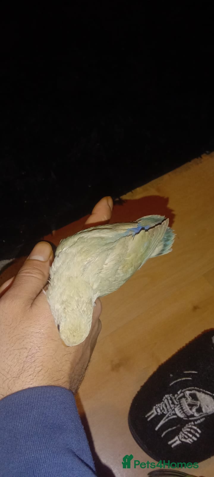 Lovebirds birds 8 tame lovebirds  - Advert 1