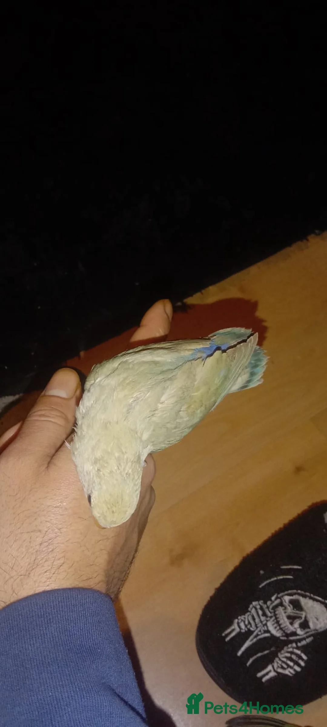 Lovebirds birds for sale: 8 tame lovebirds  - Advert 1