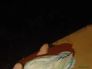 Lovebirds birds 8 tame lovebirds - Advert 1