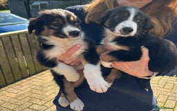 Border Collie dogs for sale: Beautiful Collie Puppies❤️ - Image 15