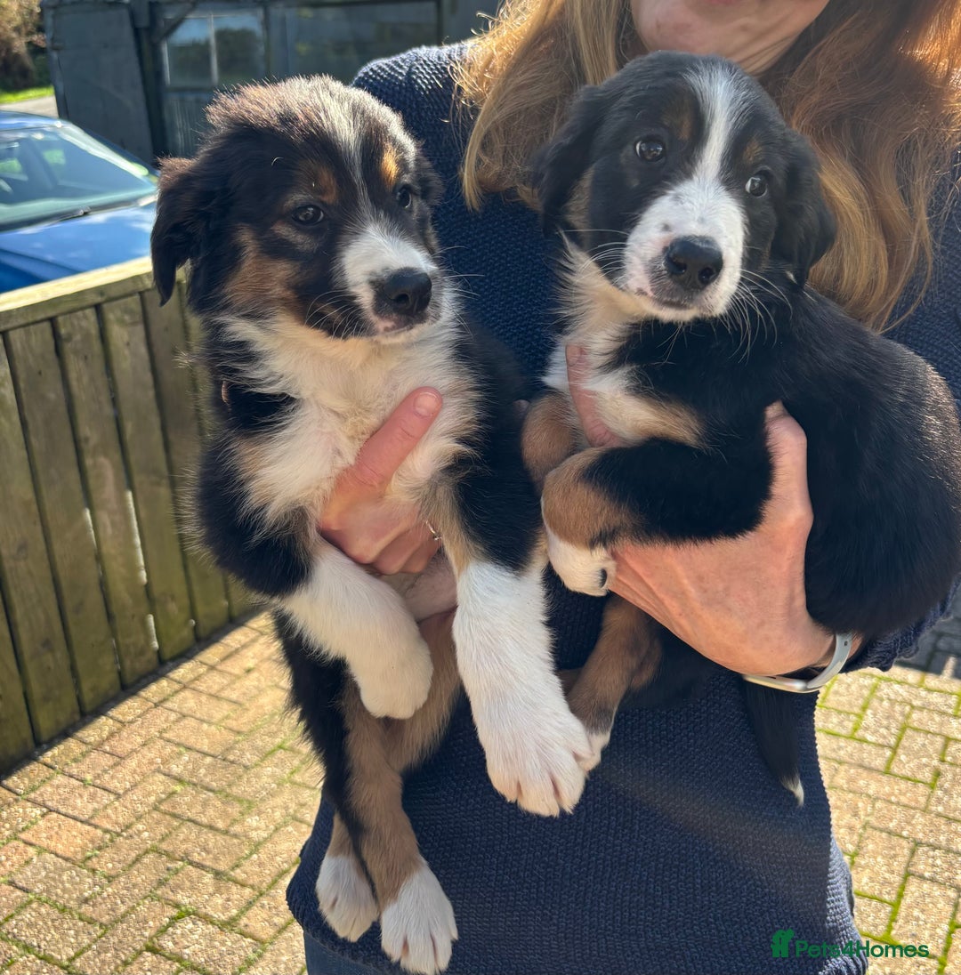 Border Collie dogs for sale: Beautiful Collie Puppies❤️ - Image 15