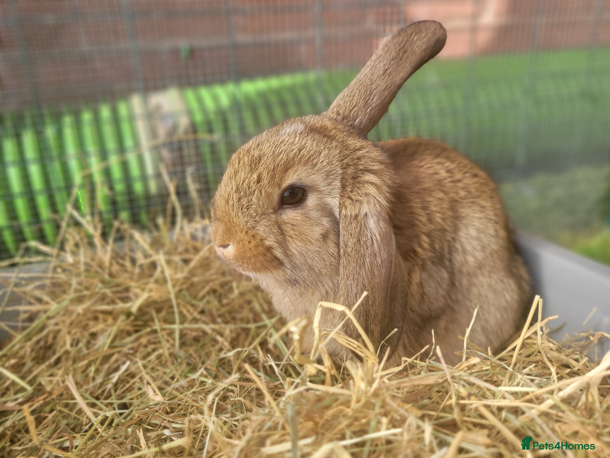 Mini Lop rabbits for sale: Adorable Mini Lop Mix Rabbits - READY JUNE 11TH - Advert 4