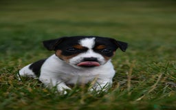 Jack Russell dogs for sale: Jack Russel puppies for sale  - Image 16