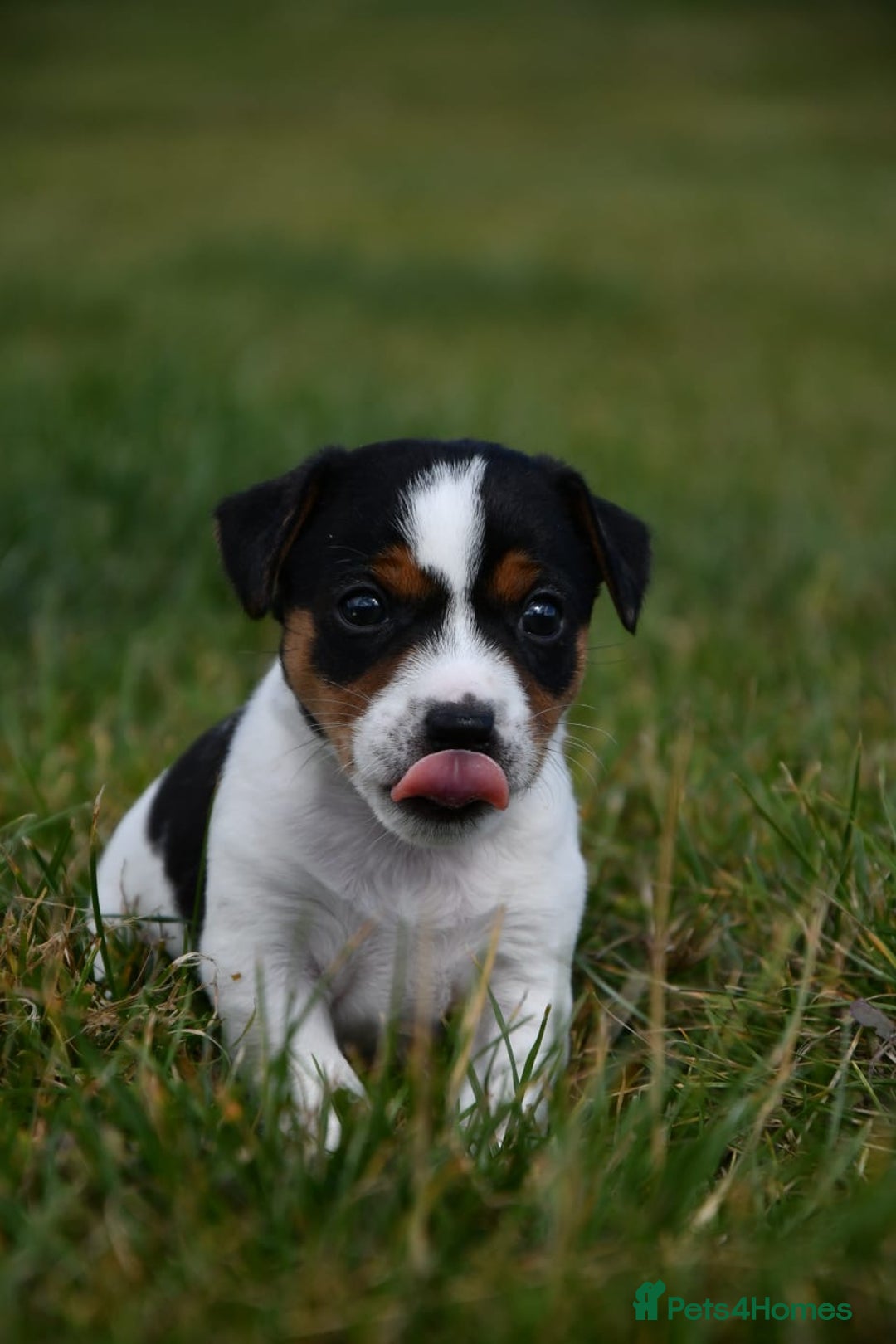 Jack Russell dogs for sale: Jack Russel puppies for sale  - Image 16