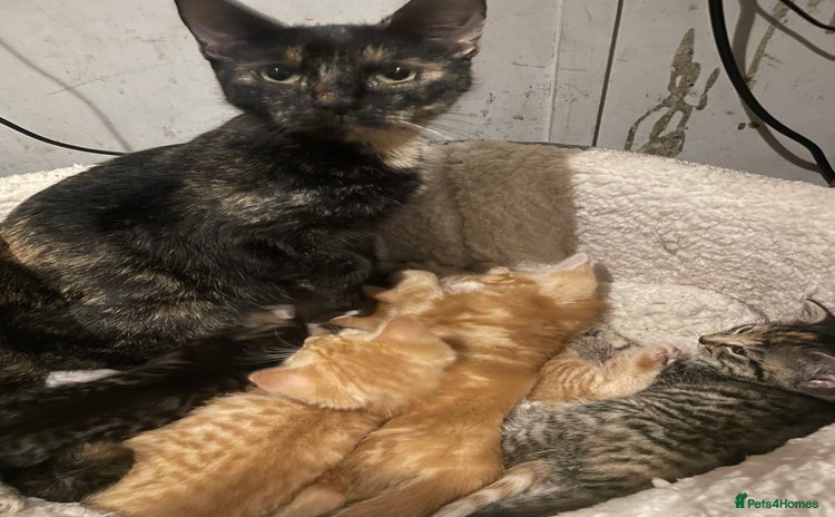 Mixed Breed cats - Advert 1