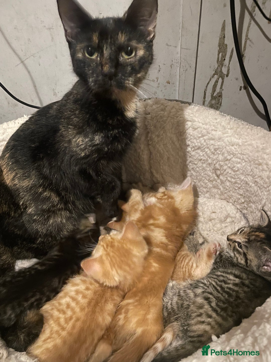 Mixed Breed cats for sale: Kittens for sale - Image 1