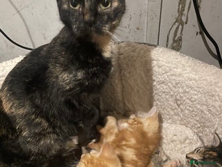 Mixed Breed cats for sale - Advert 1