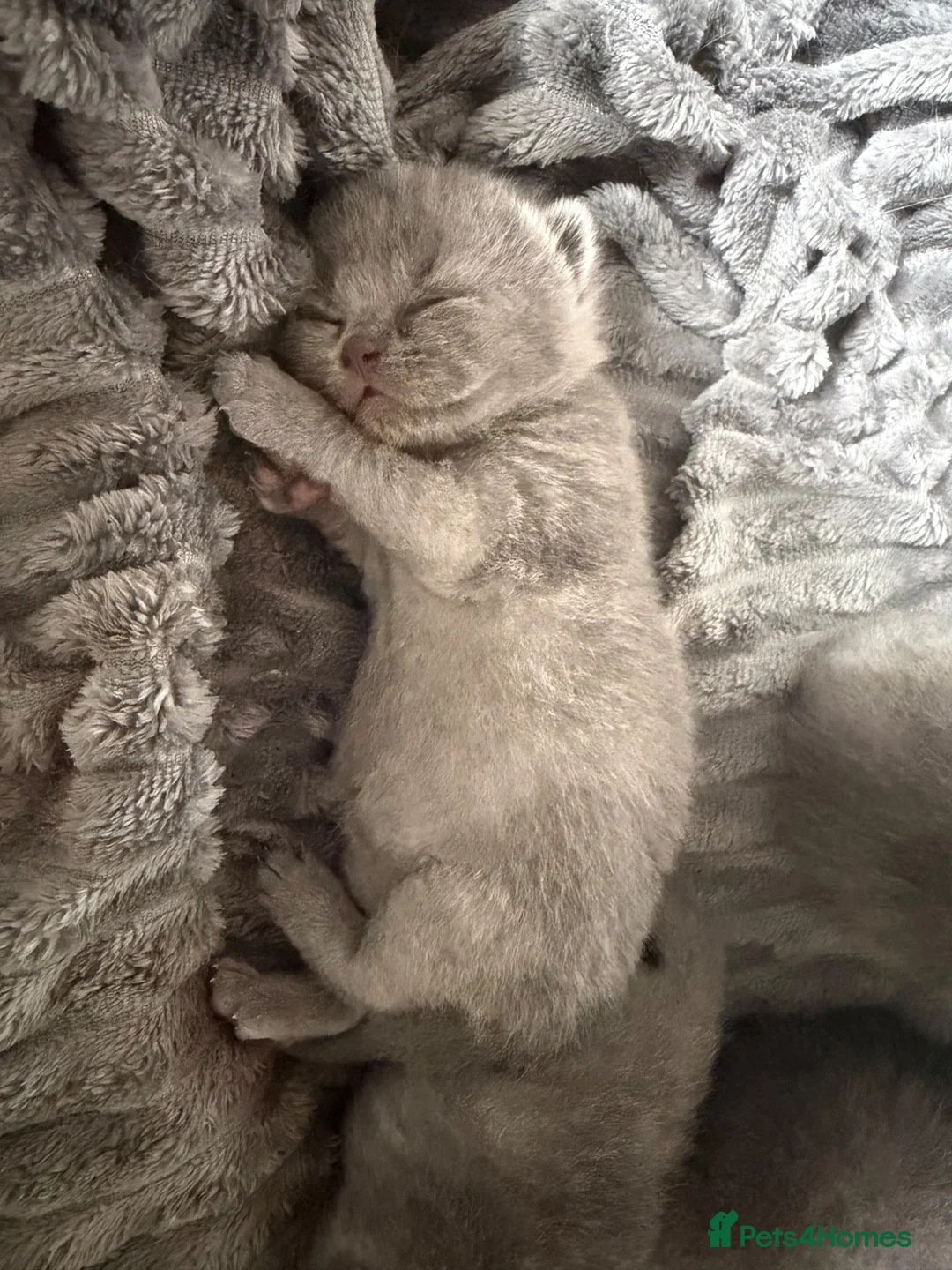 British Shorthair cats for sale: Stunning full breed British shorthaired kittens  - Advert 2