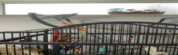 Ringnecks birds for sale: BLUE RINGNECK PARAKEET WITH HER/HIS CAGE in Kettering - Advert 4