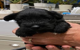 Miniature Schnauzer dogs for sale: 6 adorable Miniature schnauzer puppies  - Image 14