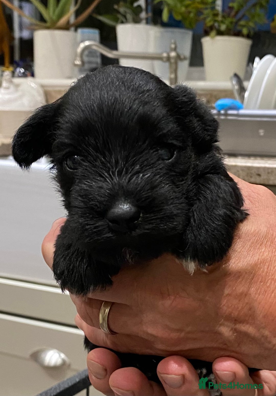 Miniature Schnauzer dogs for sale: 6 adorable Miniature schnauzer puppies  - Image 14
