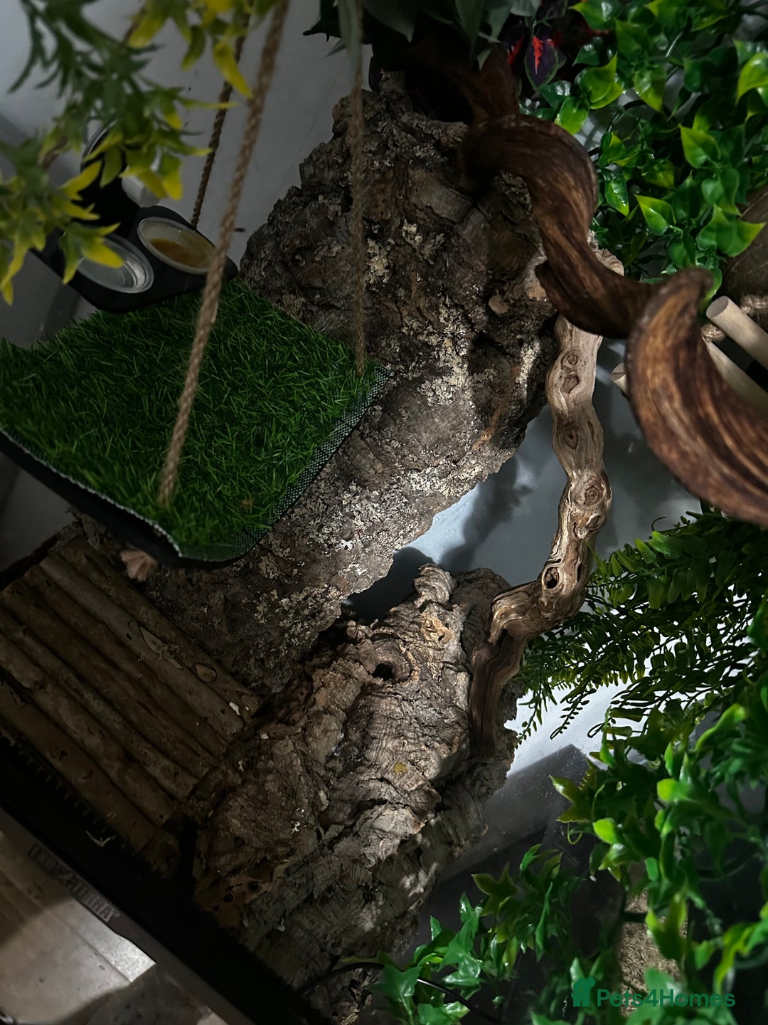 Gecko reptiles for sale: Dalmatian crested gecko - Image 8