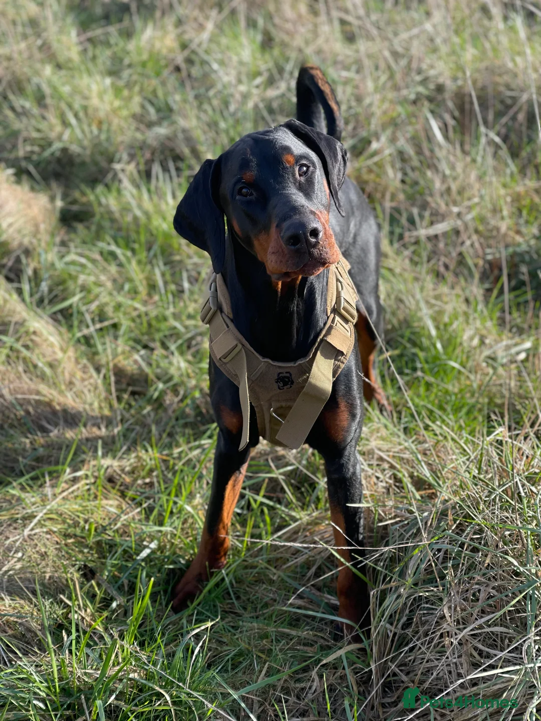 Dobermann dogs for sale: 1 year old Purebred Doberman - Male - Advert 2