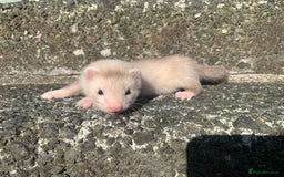 Ferret rodents for sale: Semi Angora ferret - Image 2
