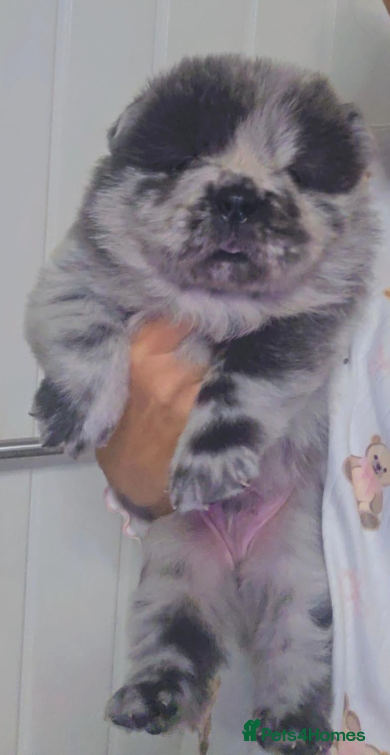 Chow Chow dogs for sale: Blue Merle Chow Boy DWKC - Advert 1
