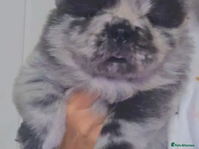 Chow Chow dogs for sale: Blue Merle Chow Boy DWKC - Advert 1