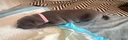Staffordshire Bull Terrier dogs for sale: 🐾 CHUNKY STAFF PUPPIES – BLUE & BLACK 🐾  - Advert 3