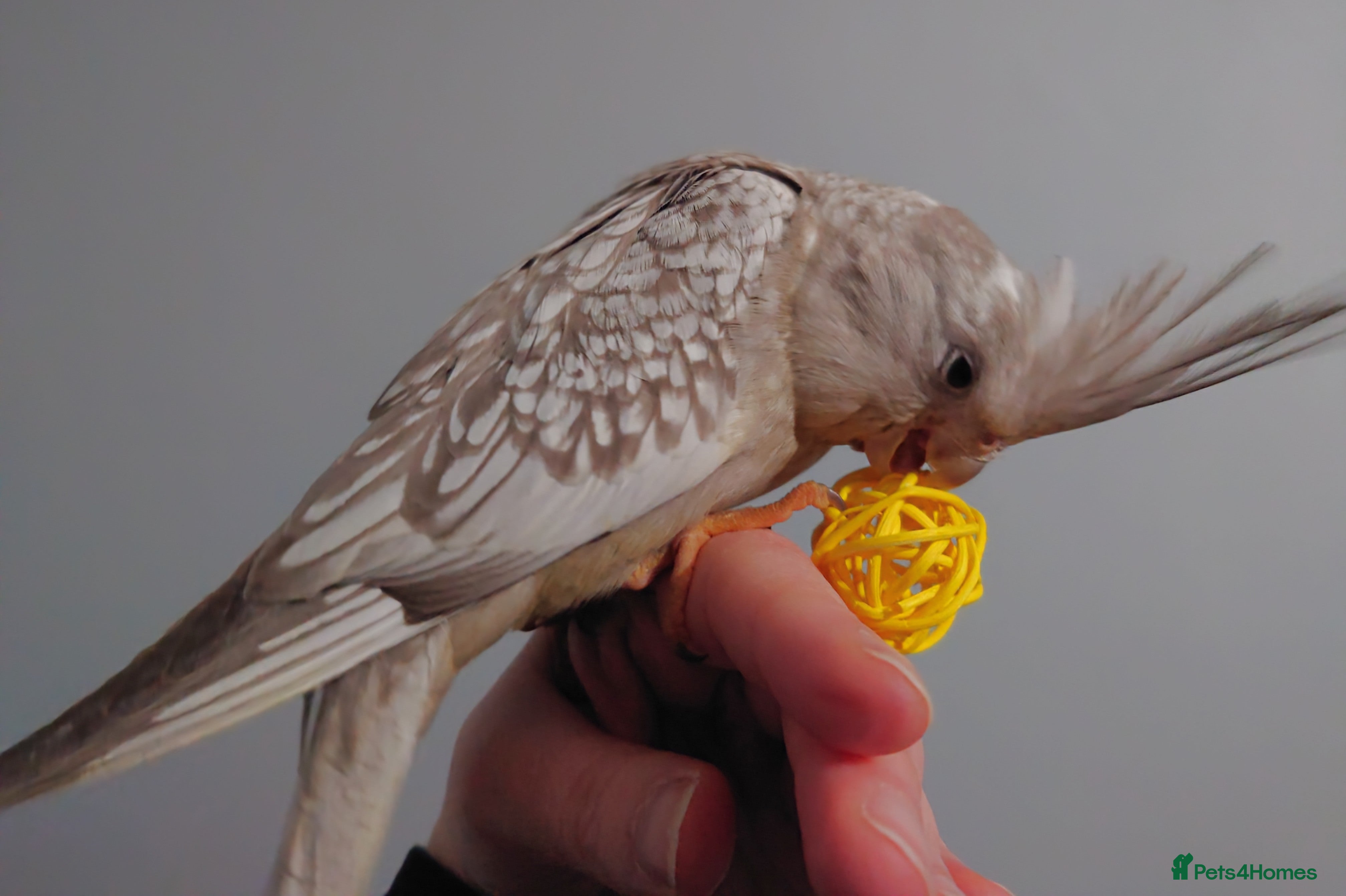 Cockatiels birds Hand reread silly tame DNA sexed baby cockatiels  - Advert 1