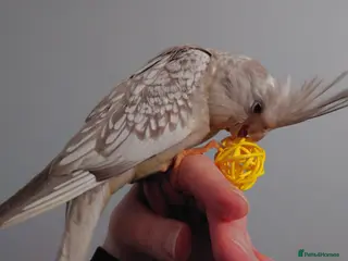 Cockatiels birds Hand reread silly tame DNA sexed baby cockatiels - Advert 1